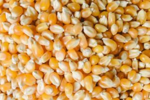 Granel X50K Maiz Pisingallo